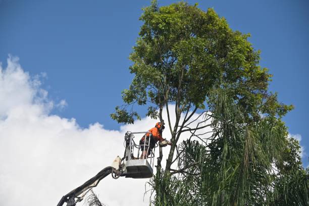 How Our Tree Care Process Works  in  El Sobrante, CA